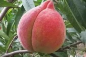蜜桃产品区一区一区三区,一区三区蜜桃盛宴